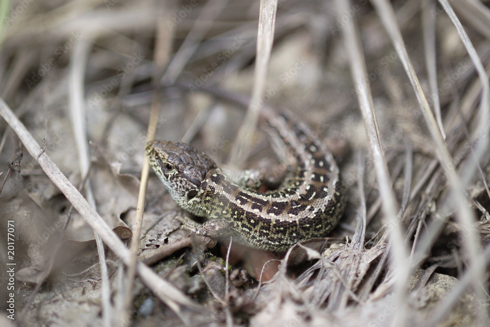 Naklejka premium 00031