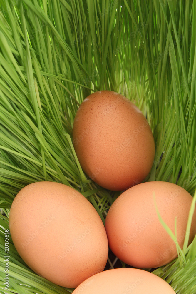 Eggs of a bird in a green grass Eggs of a bird in a green grass