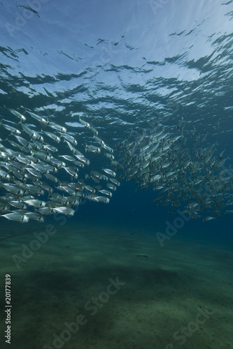 striped mackerel and ocean