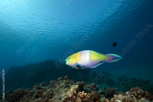 ocean, coral and parrotfish