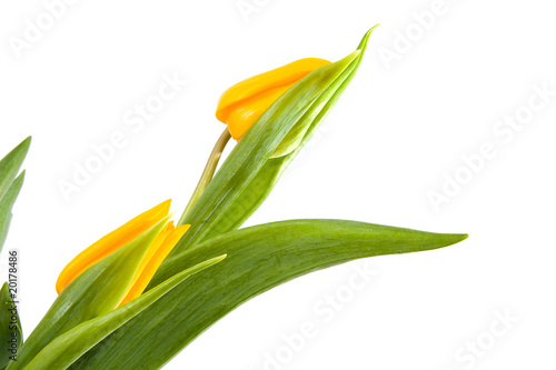 beautiful yellow dutch tulips over white background