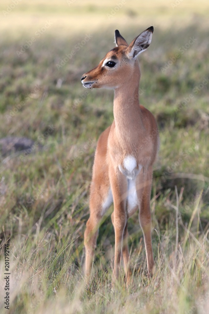 Impala Antelope Baby Impala Antelope Baby