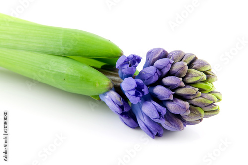 One hyacinth