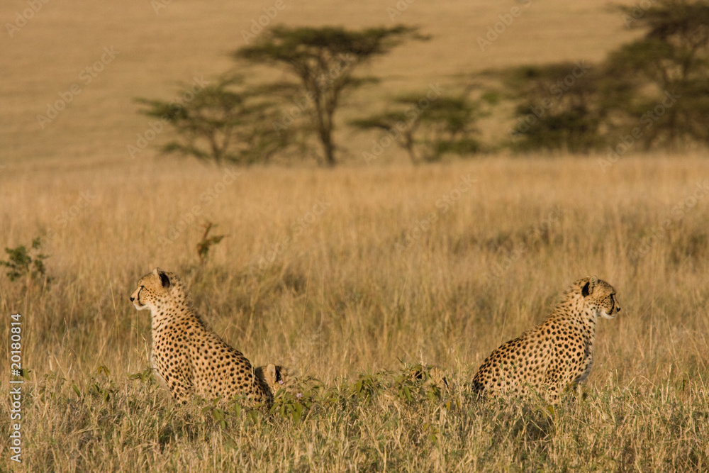Fototapeta premium Cheetahs