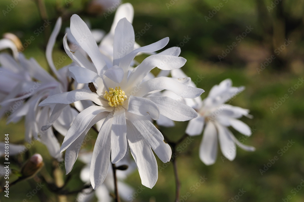 Fototapeta premium Magnolia