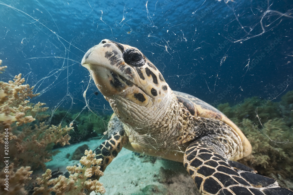 Obraz premium hawksbill turtle feeding