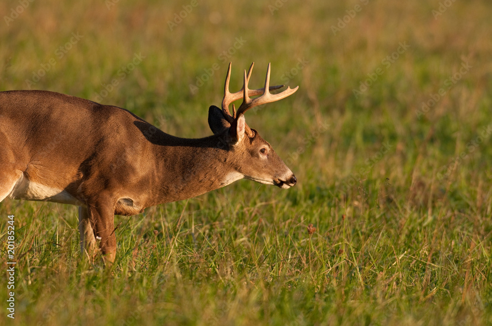 Whitetail deer buck Whitetail deer buck