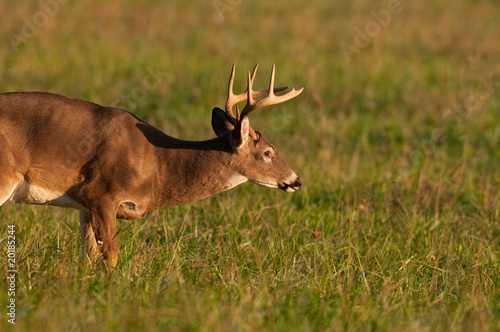 Whitetail deer buck