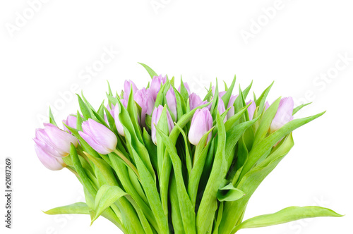 Violet tulips isolated on white background