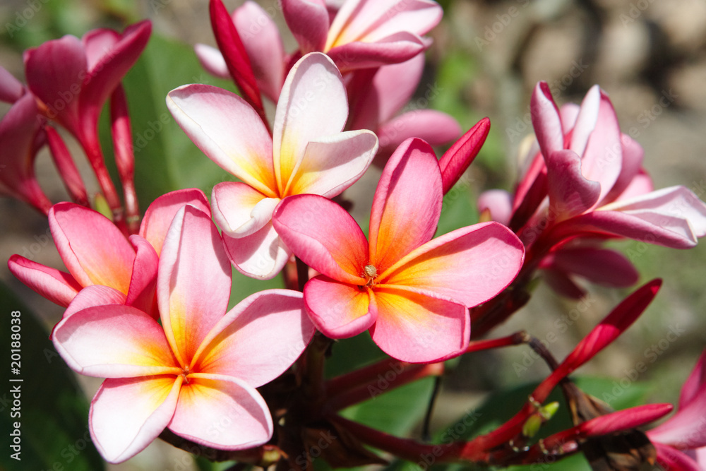 Fototapeta premium Pink plumeria