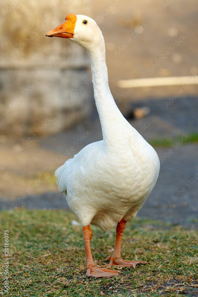 Obraz premium Goose