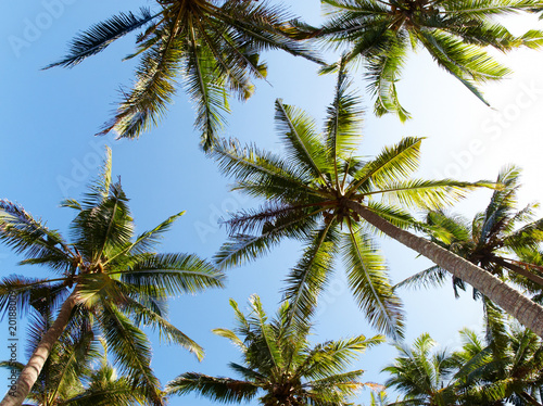 Palms and sky