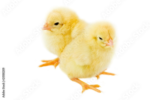 Wallpaper Mural Two small chicken a over white background Torontodigital.ca
