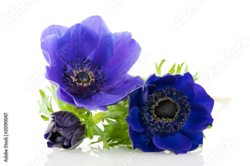 Fototapeta Blue anemones