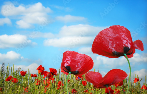 Poppy field