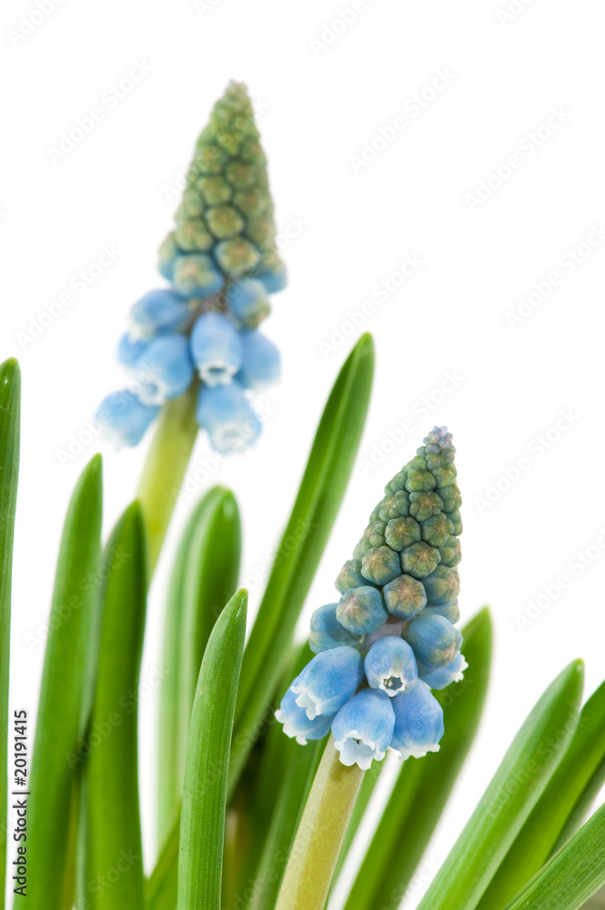 Obraz premium Blue common grape hyacinths