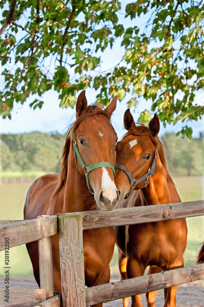 Fototapeta premium two horses in paddock