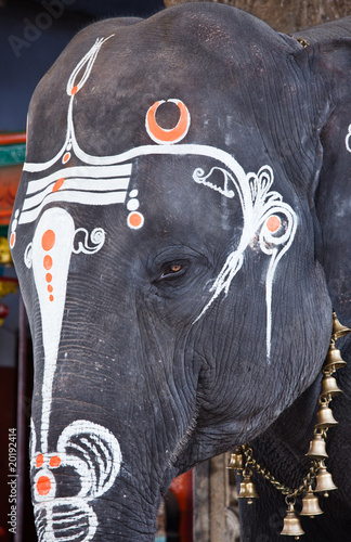 Wall Mural Close up photo of  sacred elephant eye in Hindu temple