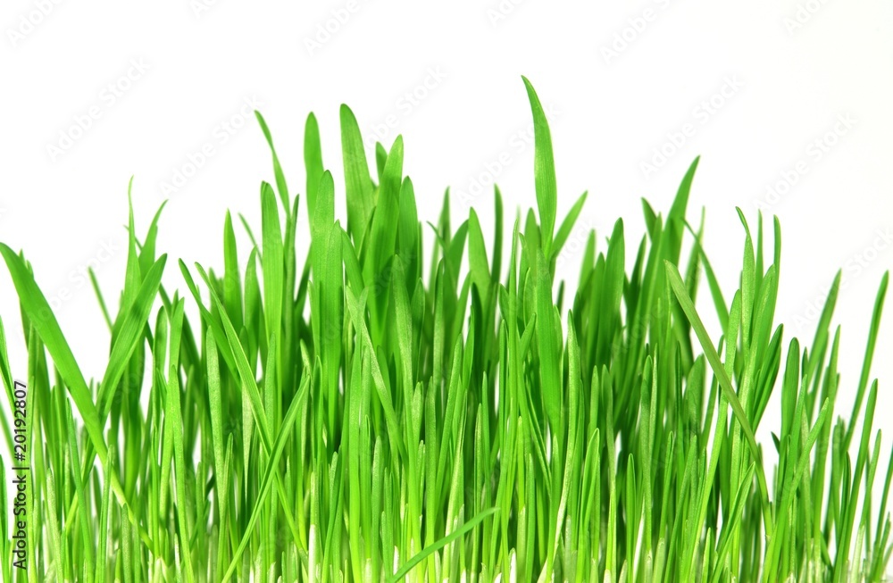 fresh green grass fresh green grass