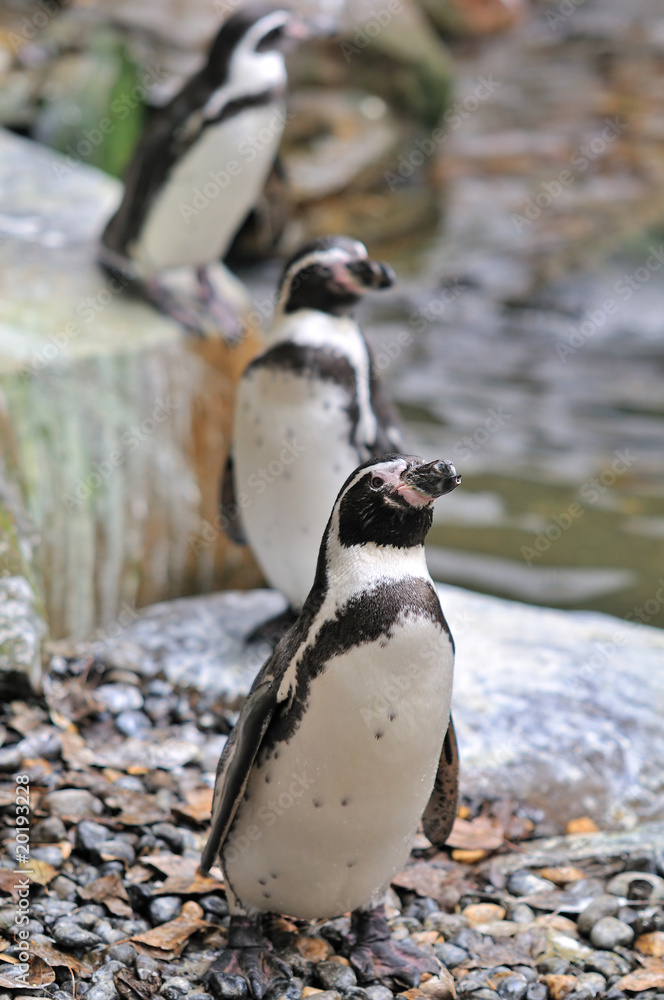 Naklejka premium ペンギンのポートレート