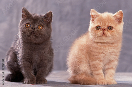 chatons exotic shorthair assis en studio l'un à côté de l'autre