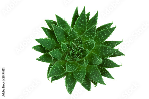 Green cactus from above on isolated background