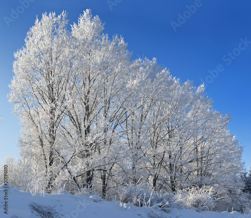 Trees against the blue sky