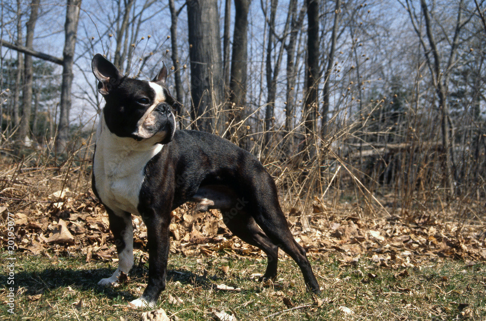posture de star d'un boston terrier de profil dans le bois