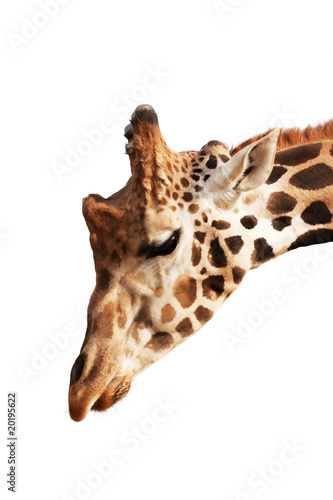 Obraz na plátně Giraffe