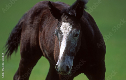 Jeune cheval de  trait percheron de face © CallallooAlexis