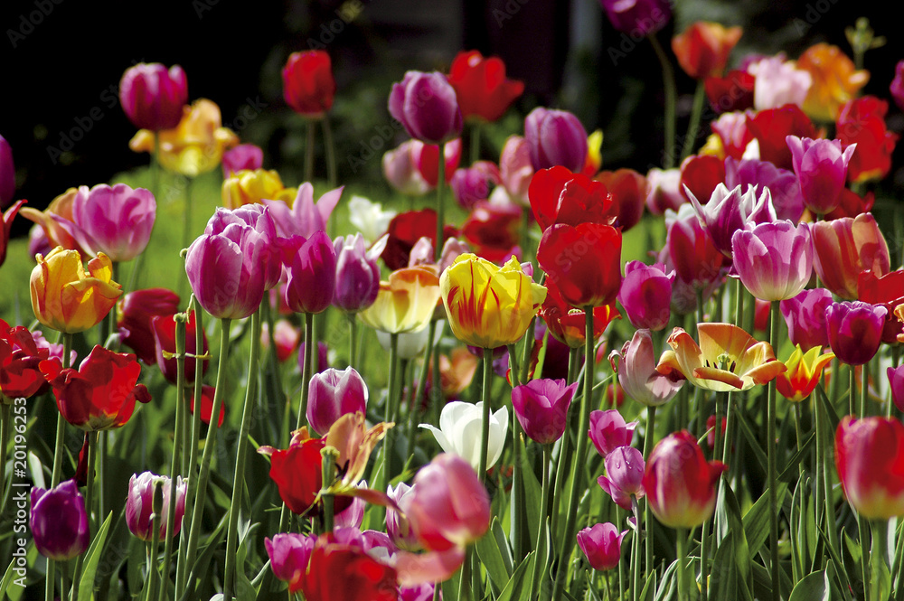 Tulpenfeld 2 Tulpenfeld 2