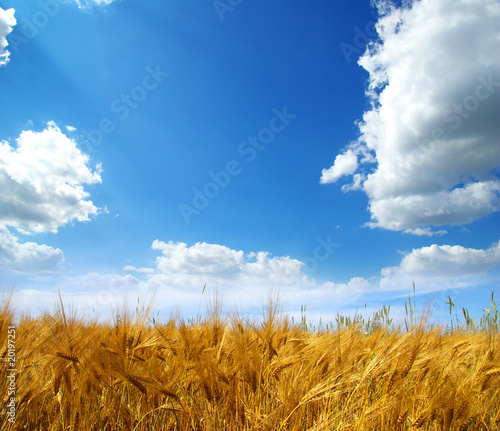 wheat field