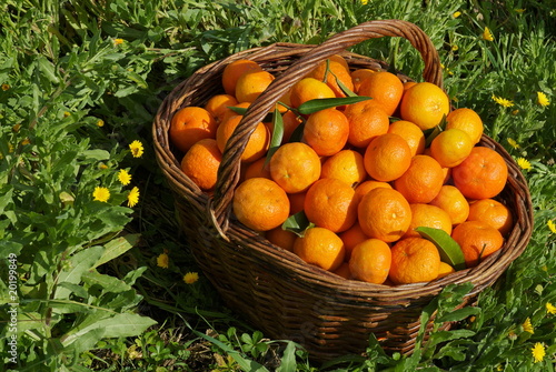 Panier de clémentines