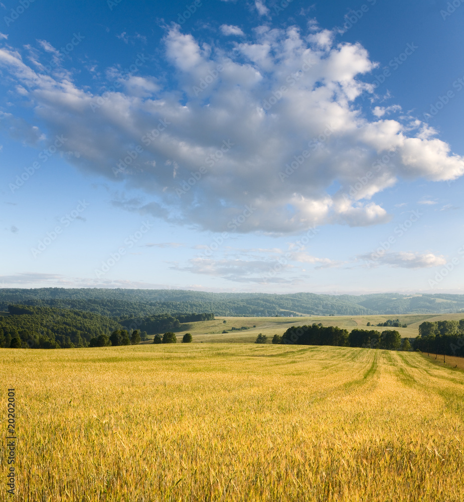Fototapeta premium beautiful summer landscape and sky
