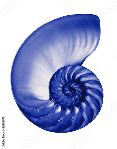Blue nautilus,isolated with clipping path