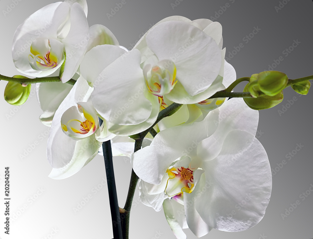 Obraz premium Beautiful Orchid