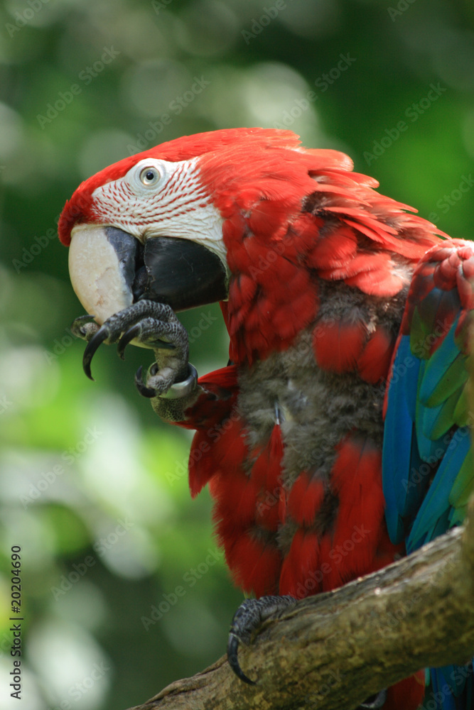 red ara bird
