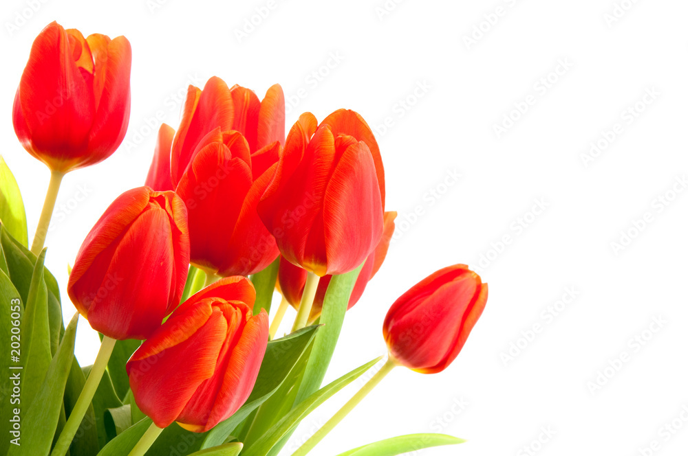 Tulpen - rotorange Tulpen - rotorange