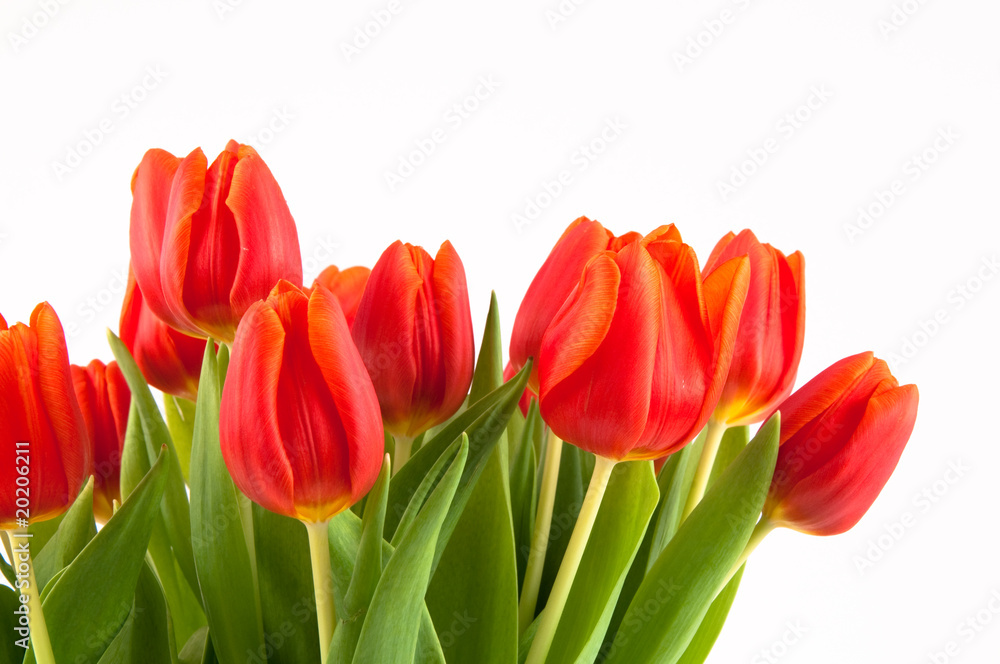 Tulpen - rotorange Tulpen - rotorange
