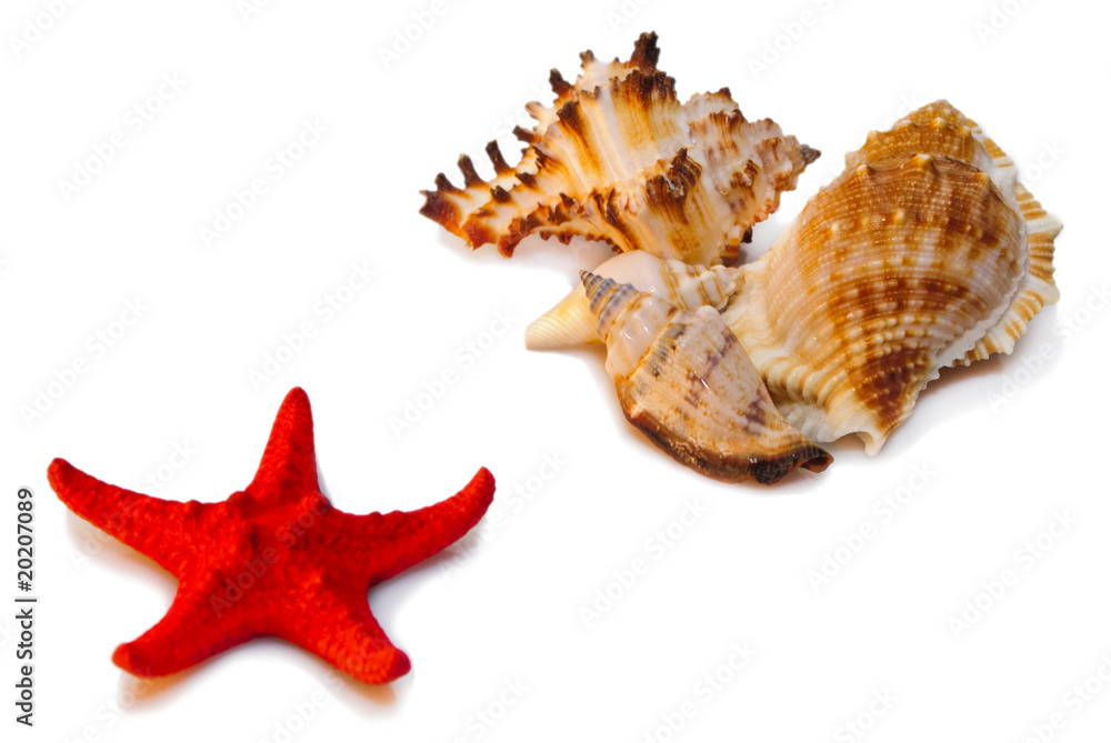 Shells and red star Shells and red star