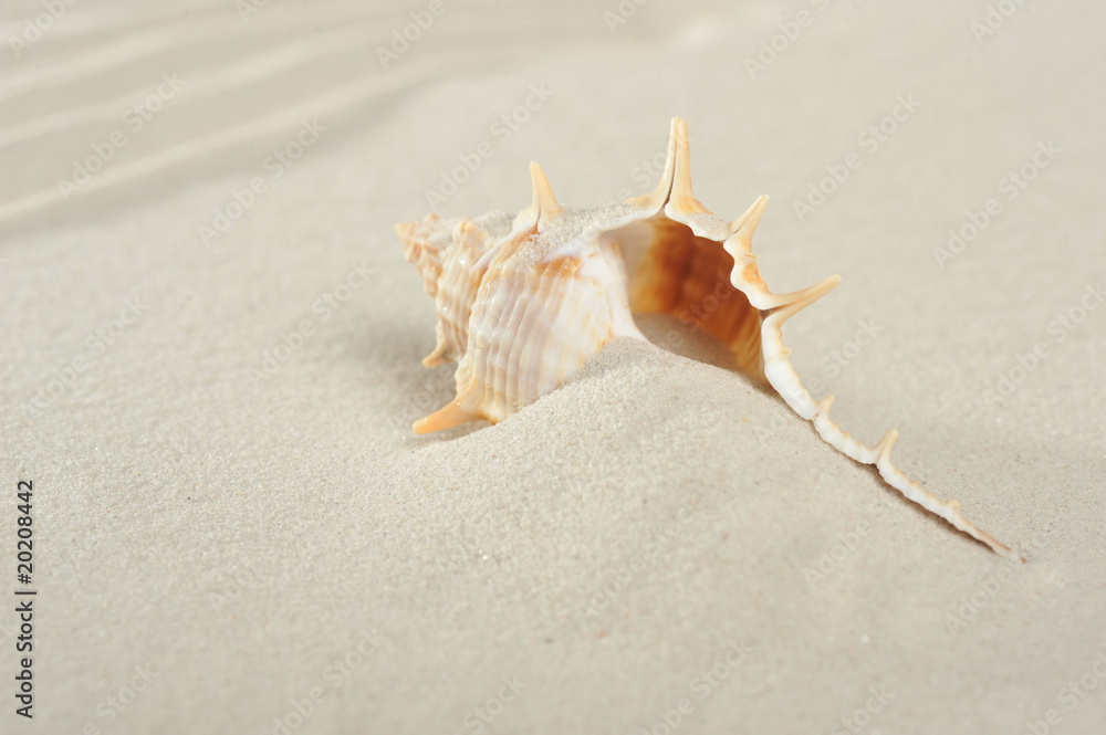 cockleshell on sand cockleshell on sand