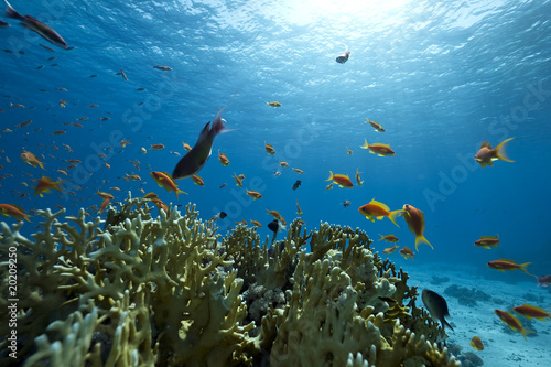 ocean  coral and fish