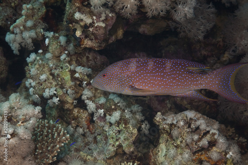 lyretail grouper and ocean