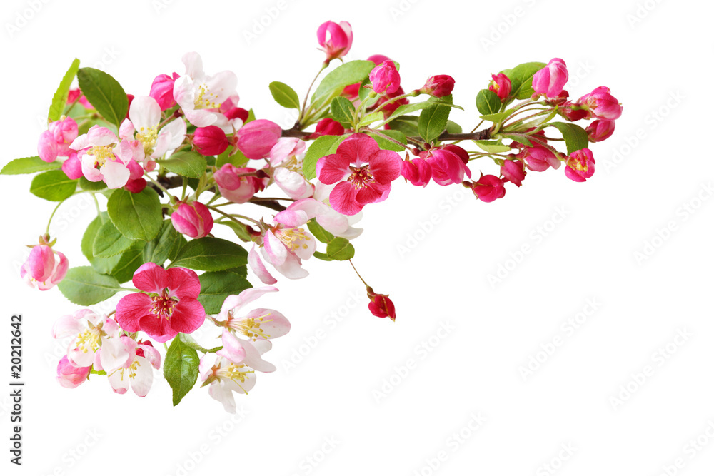 custom made wallpaper toronto digitalCherry Blooming