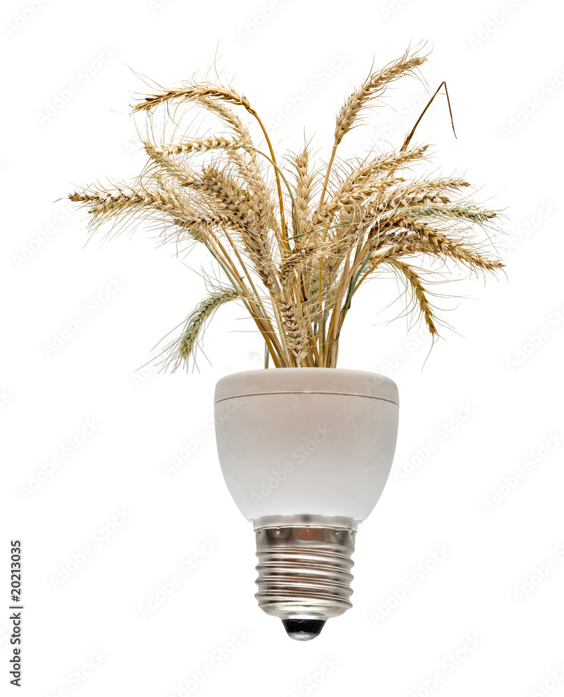 Fototapeta premium Wheat growing from base of fluorescent lamp
