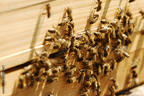 Bienenvolk - Eingang zum Bienenstock