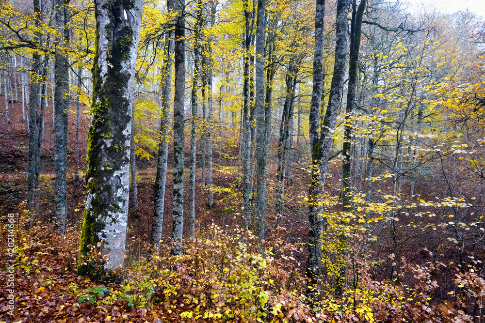 Irati, Navarra