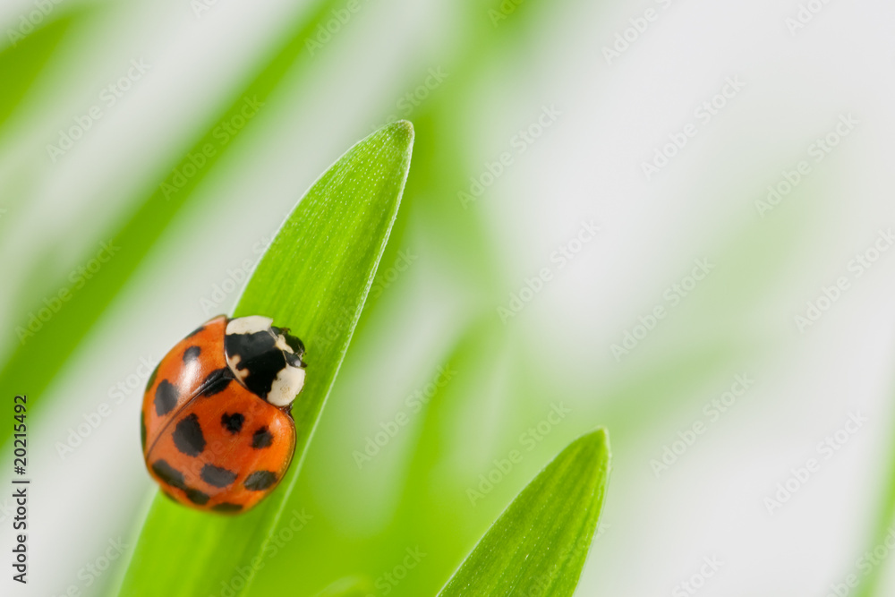 Fototapeta premium ladybug