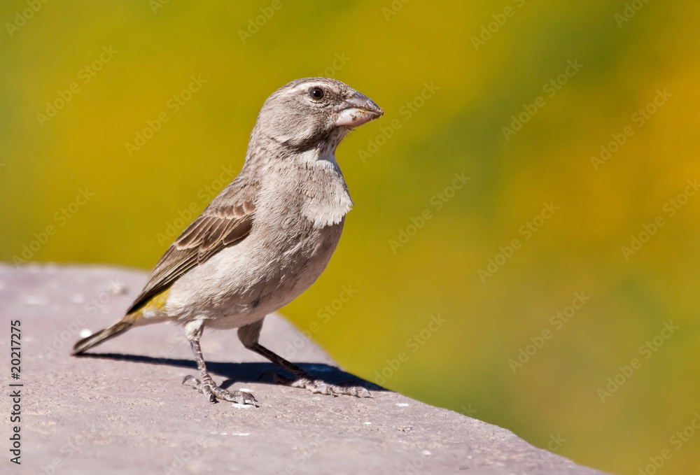 Obraz premium White-throated Canary