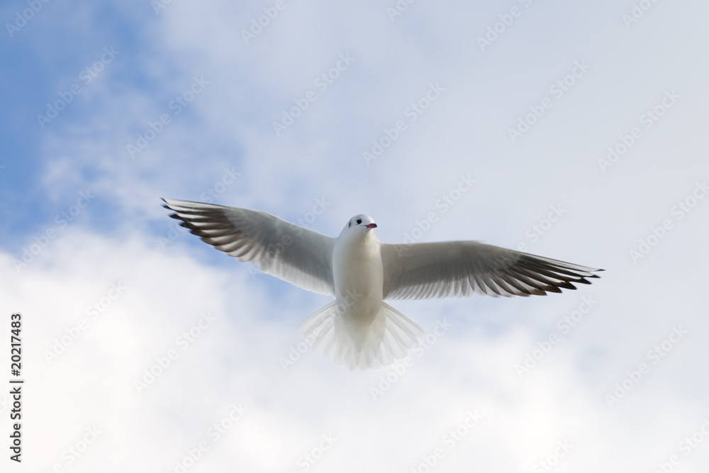 Flying seagull on the sky background Flying seagull on the sky background